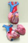 Human Heart Life Size 2 Part