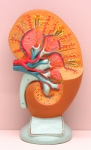 Human Kidney Large