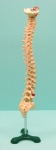 Human Vertebrae on Stand