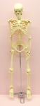 Human Skeleton 85 cm on Stand