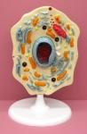 Animal Cell Model Big