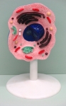 Human / Animal Cell Model