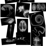 Animal X-Rays