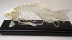 Fish Skeleton Real Educational