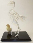 Chicken Skeleton With Chick Real Educational