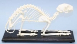 Cat Skeleton Real Educational