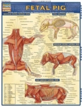 Fetal Pig Chart Illustrated