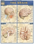 Brain Chart Illustrated