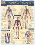 Circulatory System Chart