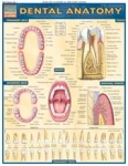 Dental Anatomy Chart