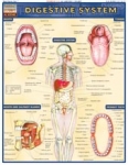 Digestive System Chart