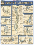 Joints & Ligaments Chart