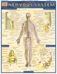 Nervous System Chart