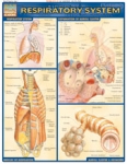 Respiratory System Chart