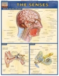 Human Senses Chart