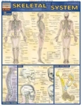 Skeletal System Chart