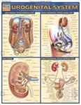 Urogenital System Chart