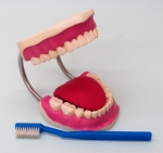 Dental Care Model Large