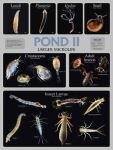 Pond 2 Poster Illustrated