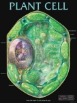 Plant Cell Poster