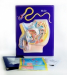 Male Reproductive Model Activity Set