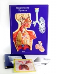 Respiratory System Model Activity Set