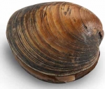 Clam Plain 4" - 5"