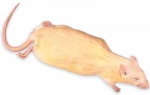 Rat Double Injected 7" - 9"