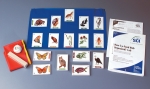 How is a Food Web Organized
