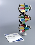 DNA 3D Activity Model