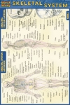 Skeletal System Chart Compact