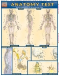 Anatomy Test Chart
