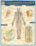 Lymphatic System Chart