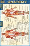 Anatomy Chart Compact