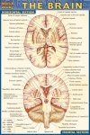 Brain Chart Compact