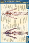 Circulatory System Chart Compact
