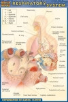 Respiratory System Chart Compact