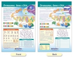 Chromosomes, Genes & DNA Bulletin Board Chart