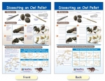 Dissecting an Owl Pellet Bulletin Board Chart