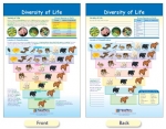 Diversity of Life Bulletin Board Chart