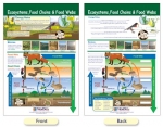 Ecosystems, Food Chains & Food Bulletin Board Chart