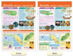 Microlife - Bacteria, Fungi & Protists Bulletin Board Chart