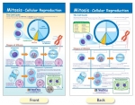 Mitosis - Cellular Reproduction Bulletin Board Chart