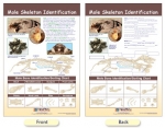 Mole Skeleton Identification Bulletin Board Chart