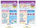 Osmosis & Diffusion Bulletin Board Chart