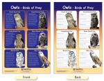 Owls - Birds of Prey Bulletin Board Chart