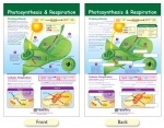 Photosynthesis & Respiration Bulletin Board Chart