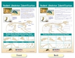 Rodent Skeleton Identification Bulletin Board Chart