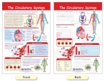 The Circulatory System Bulletin Board Chart