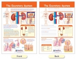 The Excretory System Bulletin Board Chart